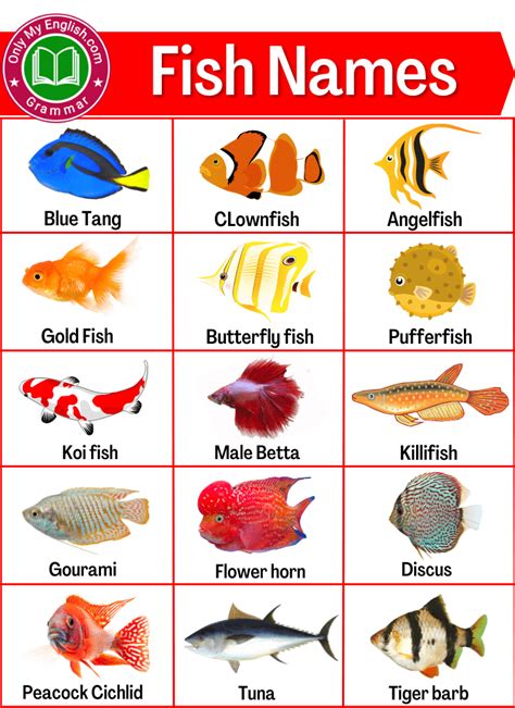 fish name list and picture|Alphabetical List of Fish A.